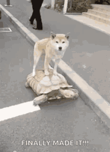 dog riding